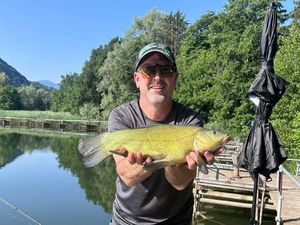 Tench