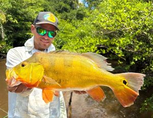 Peacock Bass ( Monoculus)