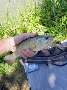 Largemouth Bass