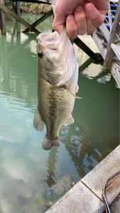 Smallmouth Bass