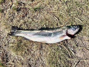 Rainbow Trout