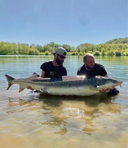 Sturgeon