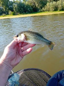 Largemouth Bass