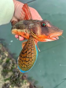 Grey Gurnard