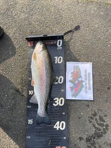 Rainbow Trout