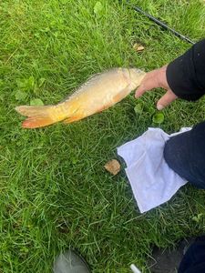 Mirror Carp