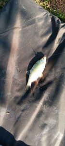 Tench