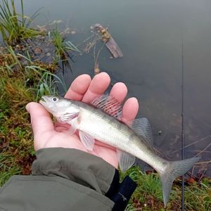 Zander