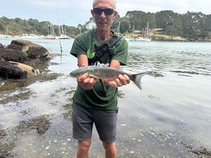 Flathead Grey Mullet