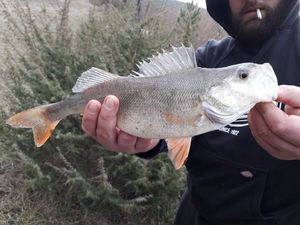 European Perch