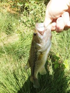 Smallmouth Bass