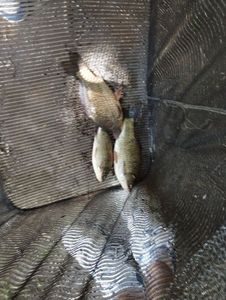 Crucian Carp