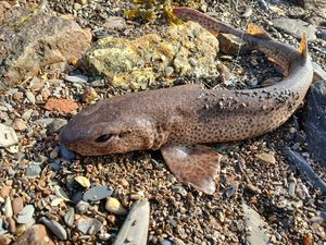 Lesser Spotted Dogfish (Small Spotted Catshark)