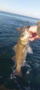 European Bass (Seabass)