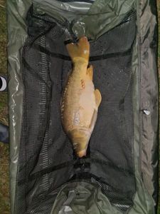 Leather Carp