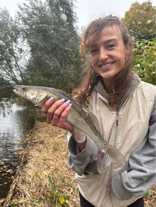 Zander