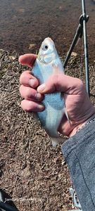 Common Bream