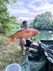 Koï Fish