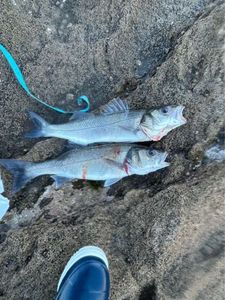 European Bass (Seabass)