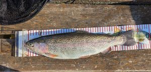 Rainbow Trout