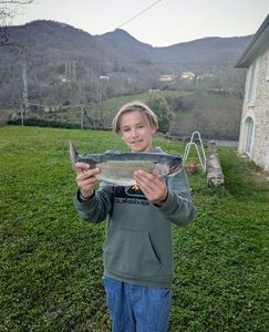 Rainbow Trout