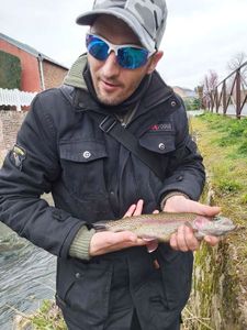 Rainbow Trout