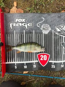 European Perch
