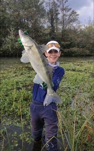 Zander