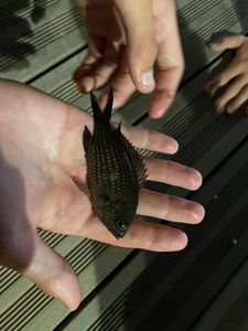 Giant Goby