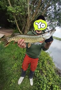 Northern Pike
