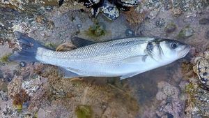 European Bass (Seabass)