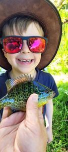 Green Sunfish