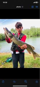 Northern Pike