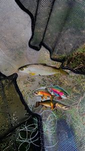 Brown Trout