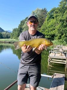 Tench