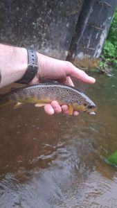 Brown Trout