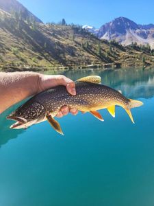Lake Trout