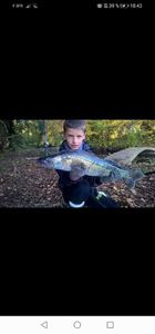 Zander