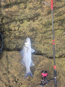 European Bass (Seabass)