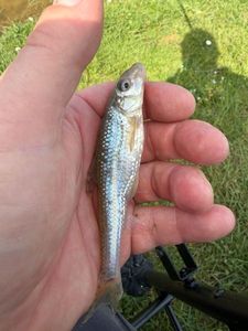 Gudgeon