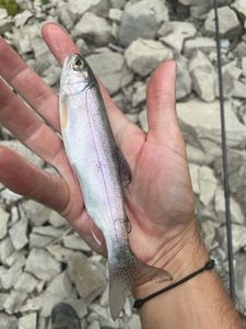 Rainbow Trout