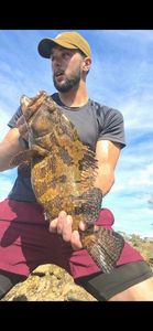 Goliath Grouper