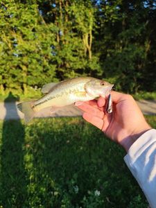 Largemouth Bass