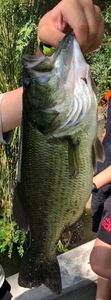 Smallmouth Bass