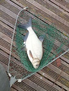 Common Bream