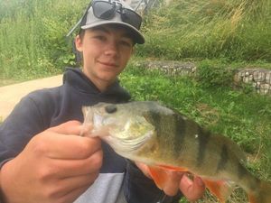 European Perch