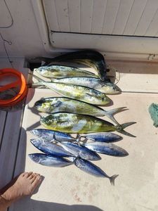 Dolphinfish