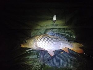 Common Carp
