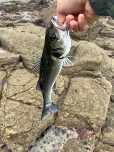 European Bass (Seabass)