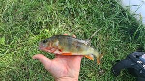 European Perch
